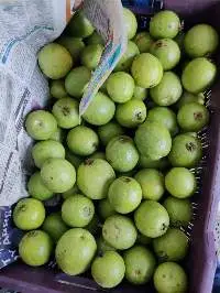 Fresh Guava
