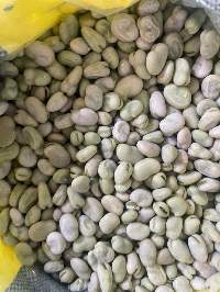Fava Beans