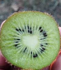 Fresh Kiwi Fruit