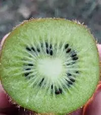 Fresh Kiwi Fruit