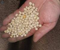 Organic White Dried Peas