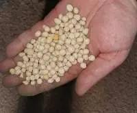Organic White Dried Peas