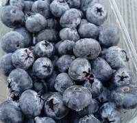 Fresh Black Grapes