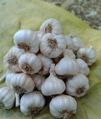 Fresh Garlic