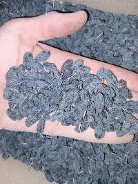 Organic Raisins