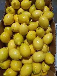 Fresh Lemons