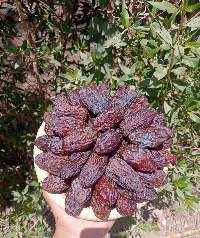 Fresh Dates