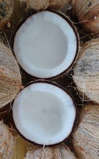 Fresh Coconuts