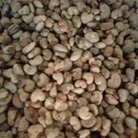 Cashew Nut