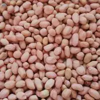 Java Peanut
