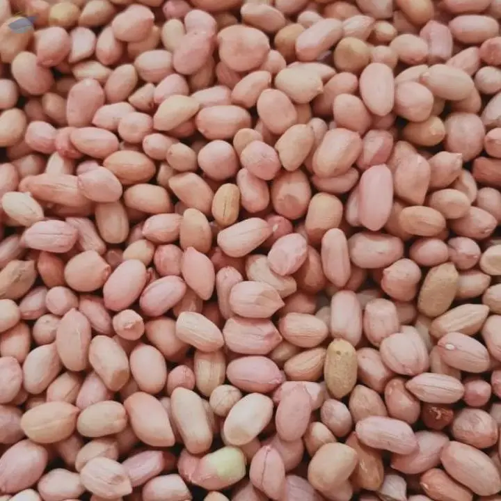 Java Peanut