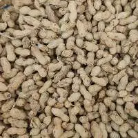 Raw Groundnut