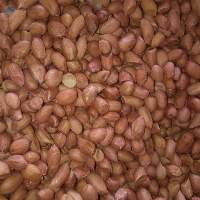 Bold Peanut Seed