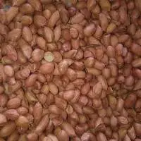 Bold Peanut Seed