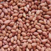 Bold Peanut