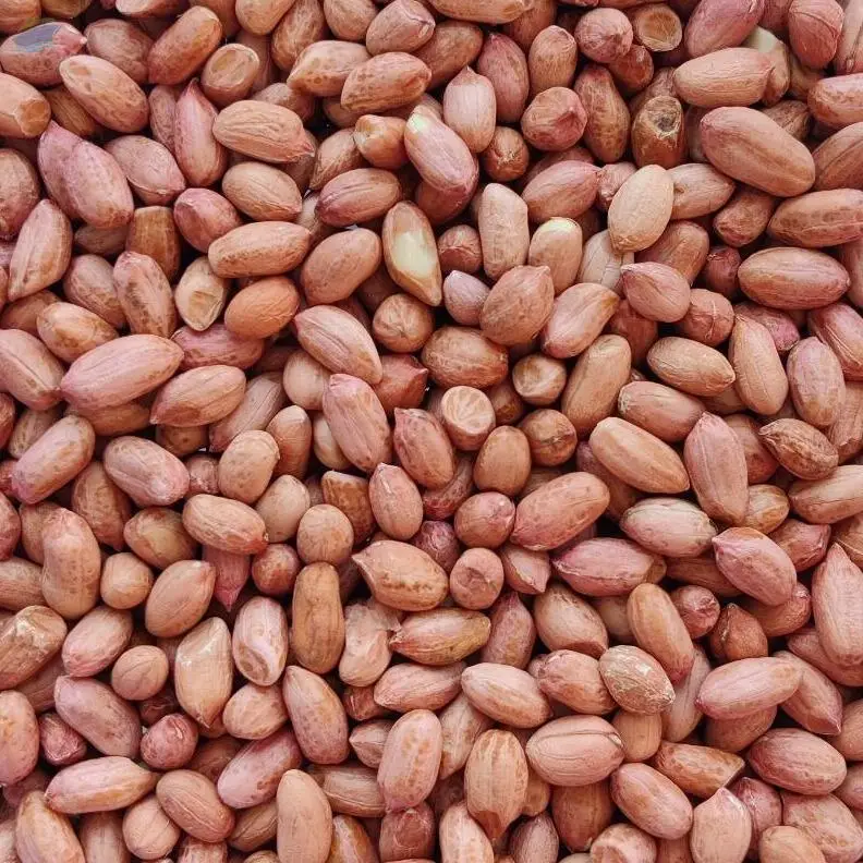 Bold Peanut