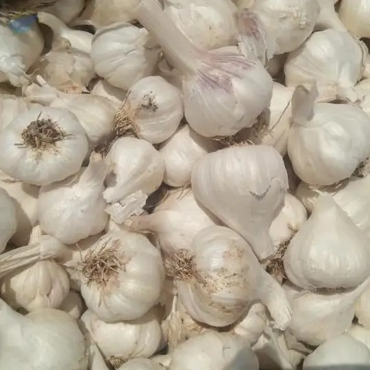 Garlic