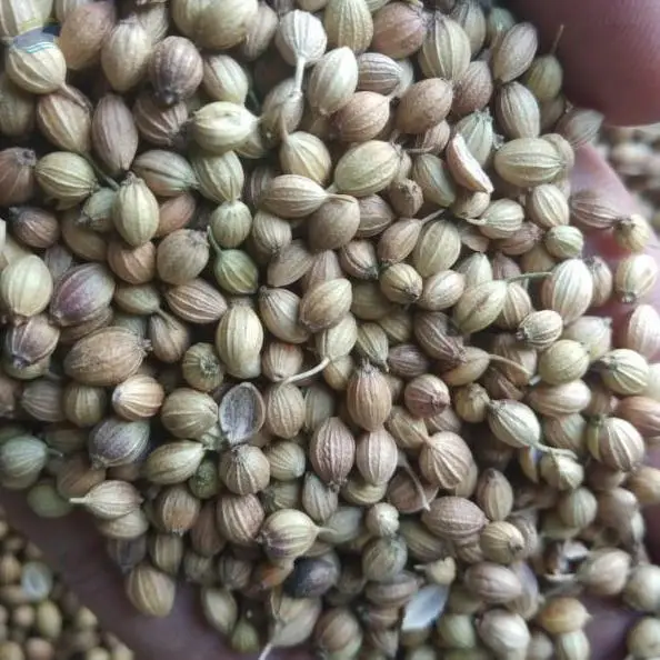 Coriander Seed Whole And Split