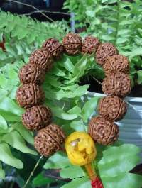 Rudraksha