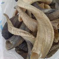 Ram Horn