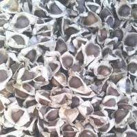 Moringa Seed
