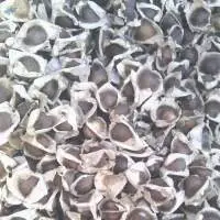 Moringa Seed