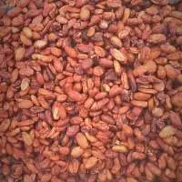 Cocoa Beans