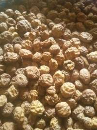 Tiger Nuts