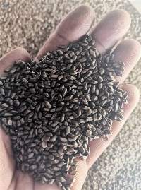 Jue Ming Zi Cassia Tora Seed
