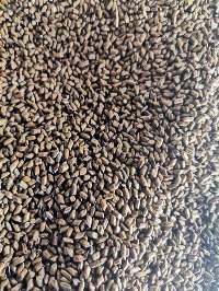 Premium Export Grade Cassia Tora Seeds