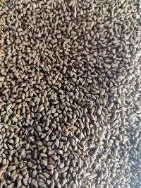 Premium Export Grade Cassia Tora Seeds