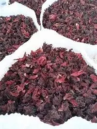 Premium Quality Sorrel Export Grade 
