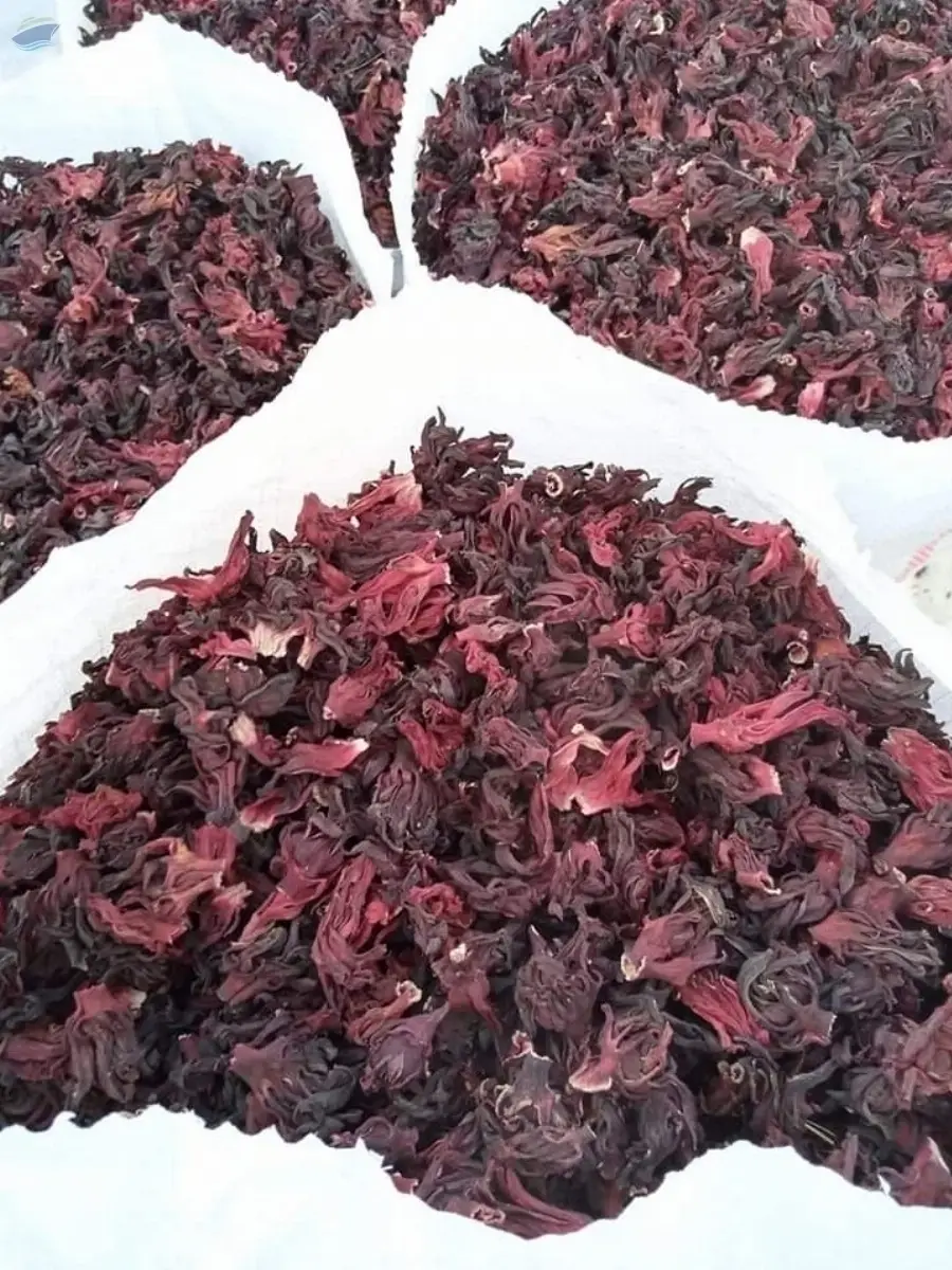 Premium Quality Sorrel