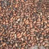 Premium Grade High Quality Bitter Kola