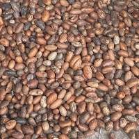 Bitter Kola
