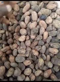 Shea Nut