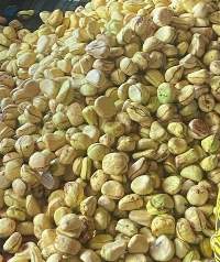 Naturally Grown Premium Goriya Kola Nuts