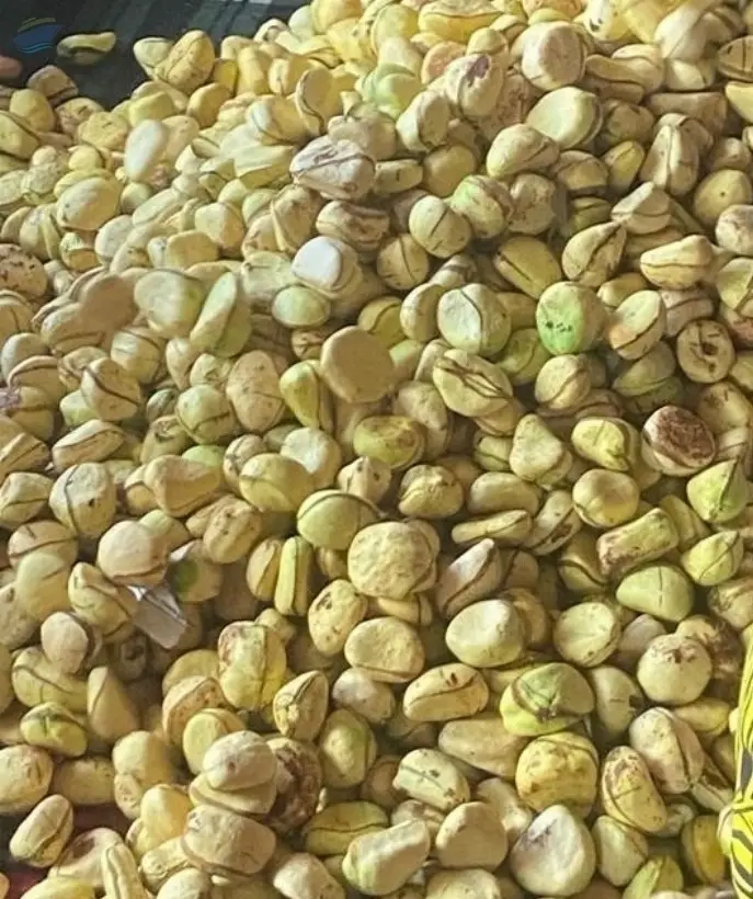 Goriya Kola Nuts