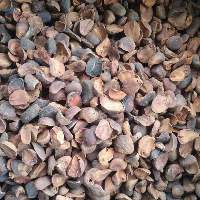 Dried Kola Nut