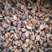 Dried Kola Nut