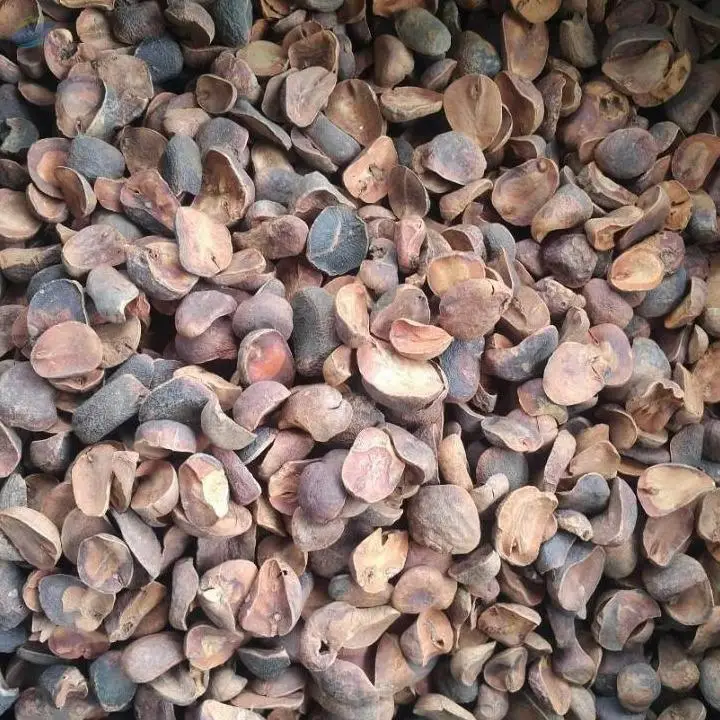 Dried Kola Nut