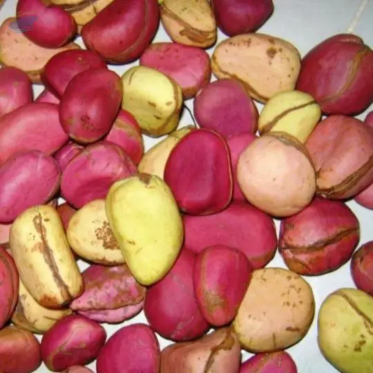 Kola Nut