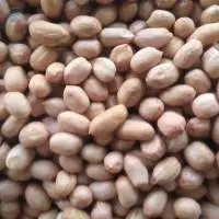 Groundnut Kernels