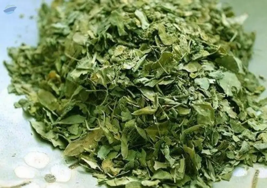 Moringa