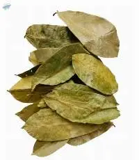 Soursop Leaf