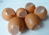 Shell Eggs