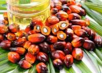 Palm Oil