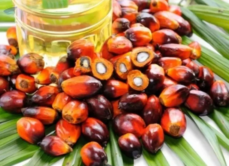Palm Oil
