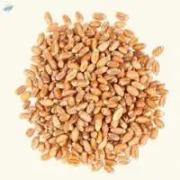Hard Wheat