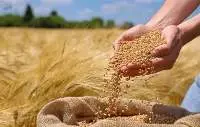 Soft Wheat